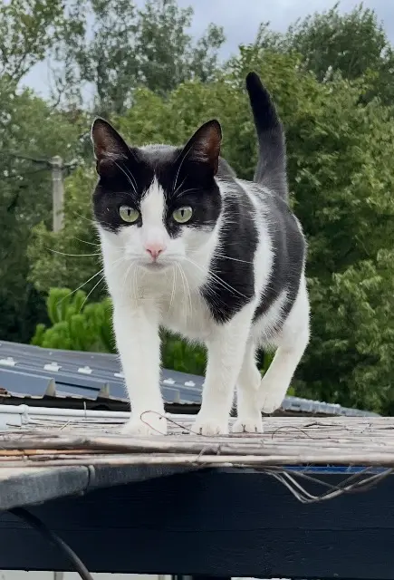 chatte lost   26330 Châteauneuf-de-Galaure Suzy