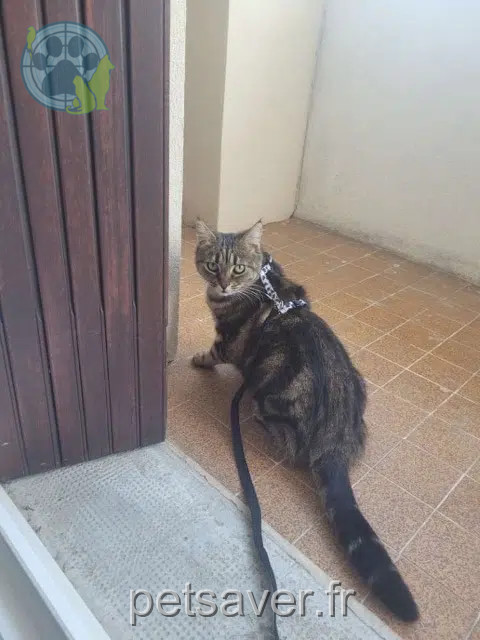 chatte lost   26240 Saint-Vallier Tigrou