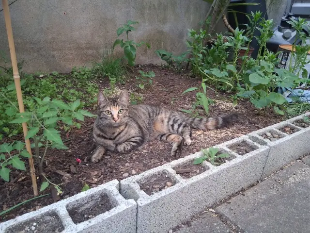 chatte lost   26000 Valence Aura