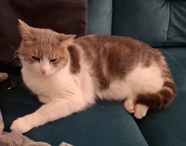 chatte lost   26000 Valence Bulle