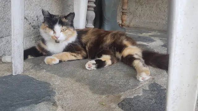 chatte lost   26000 Valence Cassiopée