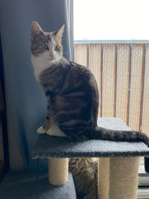 chatte lost   26000 Valence Chacha