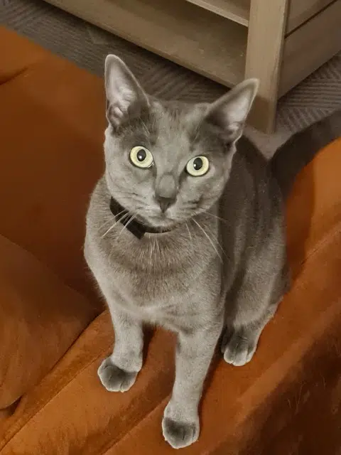 chatte lost   26000 Valence Isobel