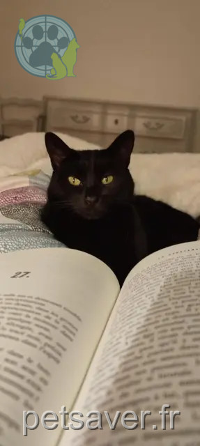 cat lost 26000 Valence Louna cat lost 26000 Valence Louna