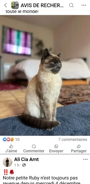 chatte lost   26000 Valence Maya