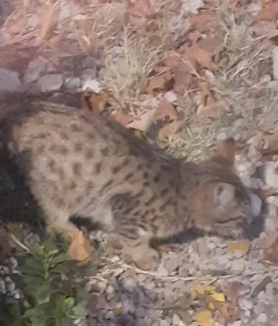 chatte perdue 26000 Valence Mimine chatte lost 26000 Valence Mimine