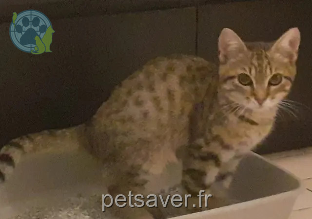 kat vermist 26000 Valence Mimine kat lost 26000 Valence Mimine