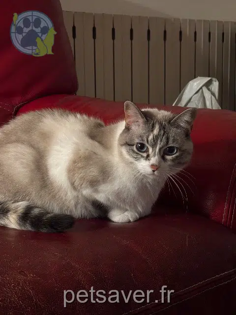 cat lost   26000 Valence Mystic