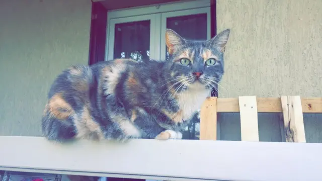 chatte lost   26000 Valence Rajah