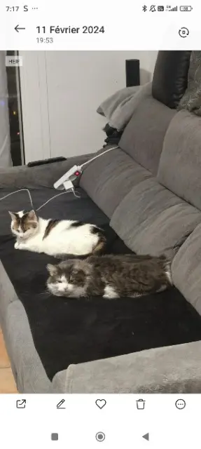chatte lost   26000 Valence Tchoupi