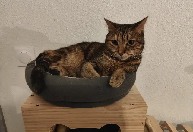chatte lost   26000 Valence Tigra