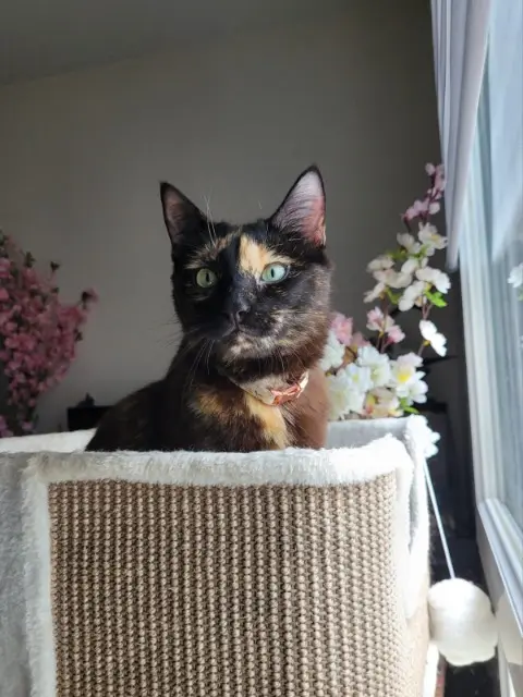 chatte lost   26000 Valence Vixy