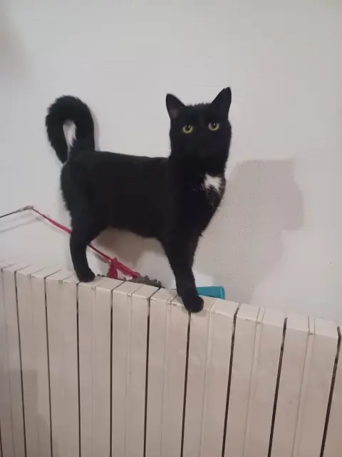 chatte lost   26400 Aouste-sur-Sye Vinci