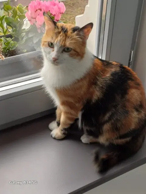 chatte lost   26140 Albon Wendy