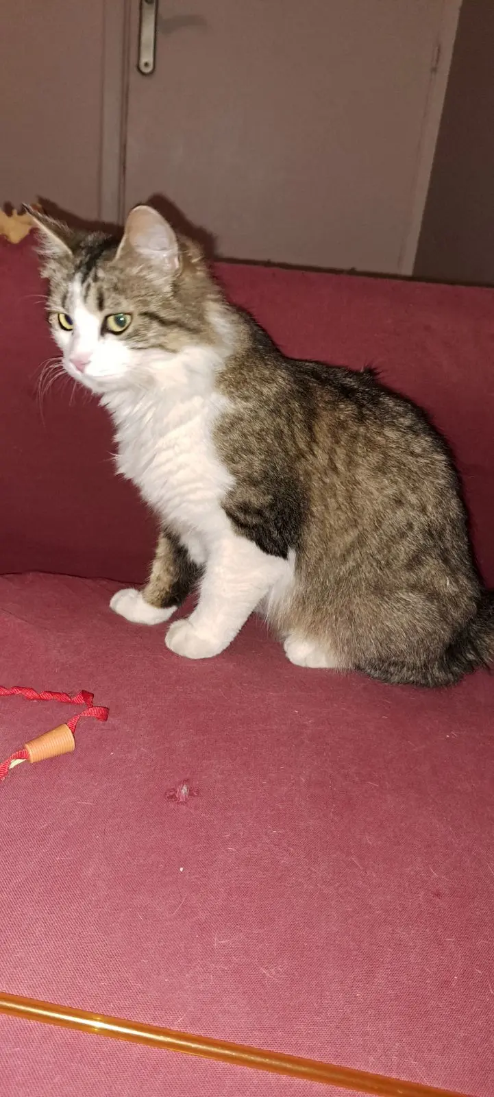 Chatte Perdue 26 Drôme Chatte Perdue 26 Drôme