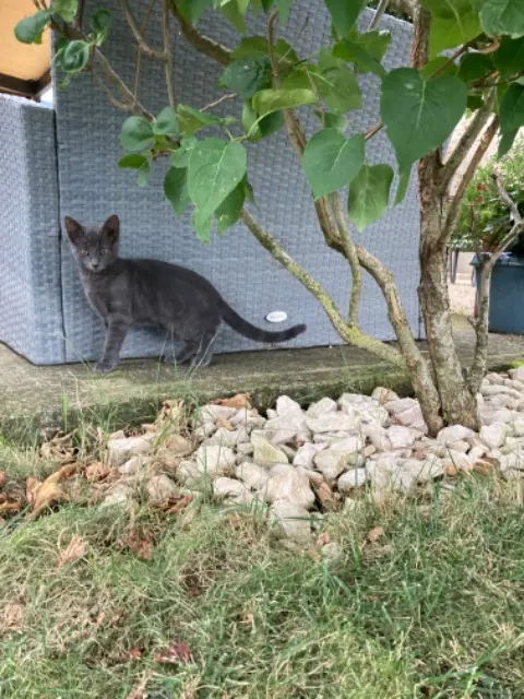 chatte lost   26120 La Baume-Cornillane Yuna