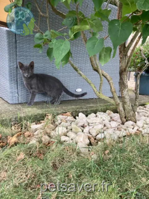 chatte perdue 26120 La Baume-Cornillane Yuna chatte lost 26120 La Baume-Cornillane Yuna