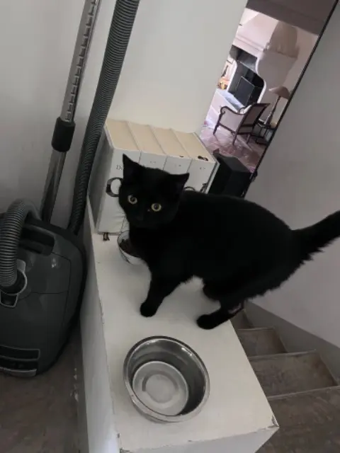 chatte lost   26110 Mirabel-aux-Baronnies Zezette