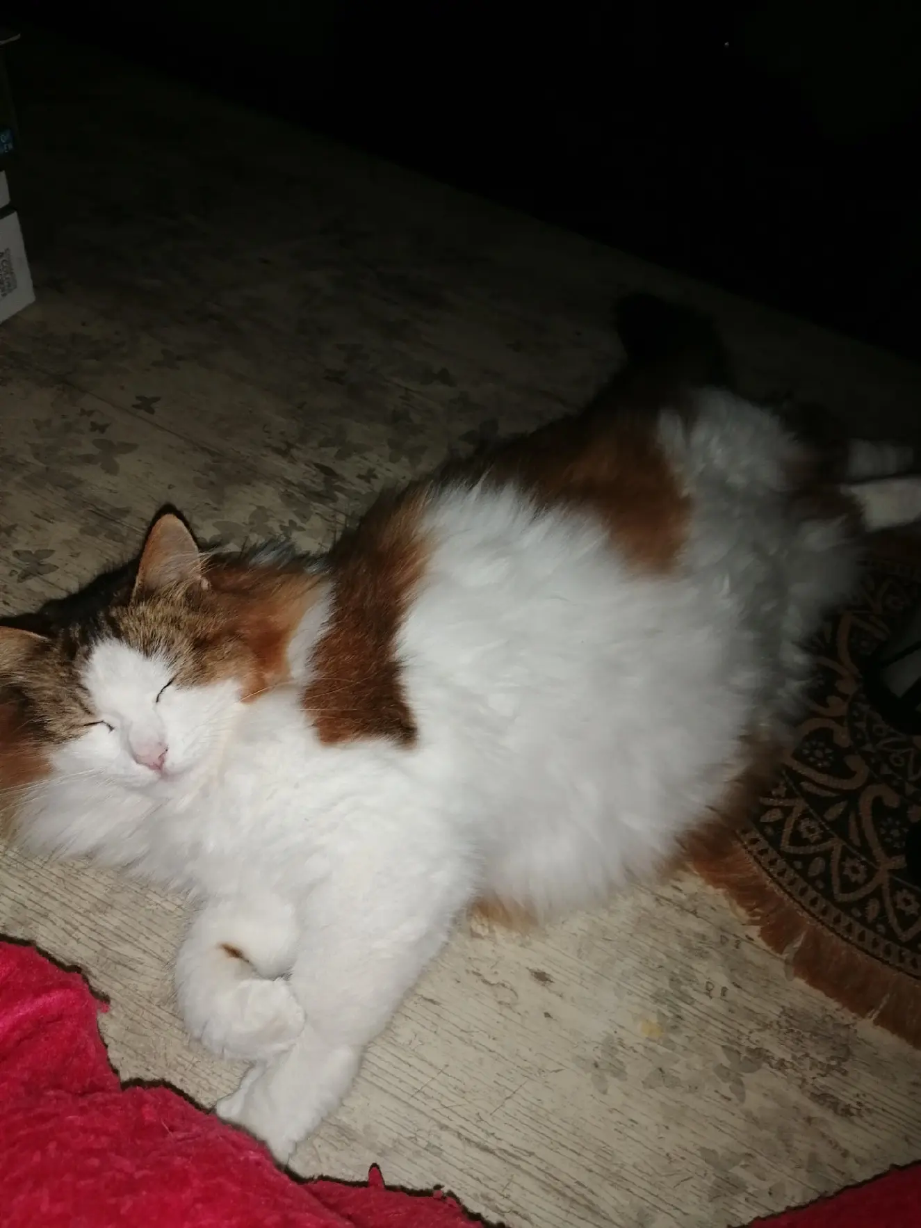 Chatte Perdue 26 Drôme Chatte Perdue 26 Drôme