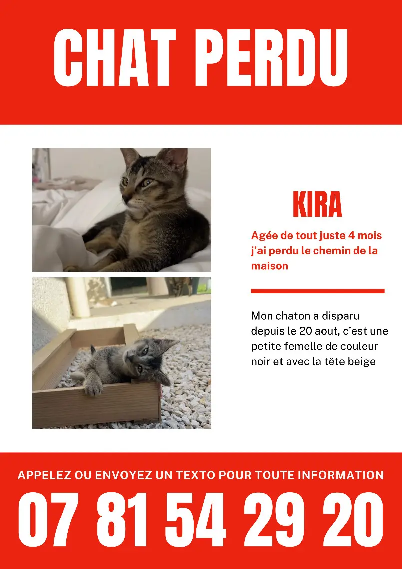 Chatte Perdue 26 Drôme Chatte Perdue 26 Drôme