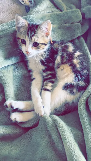 chatte lost   27160 Les Baux-de-Breteuil Apple