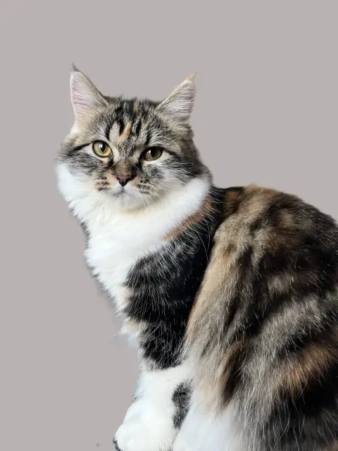 chatte lost   27120 Pacy-sur-Eure Bella