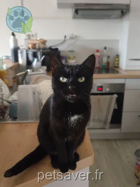 Katze lost   27930 Guichainville Blanka