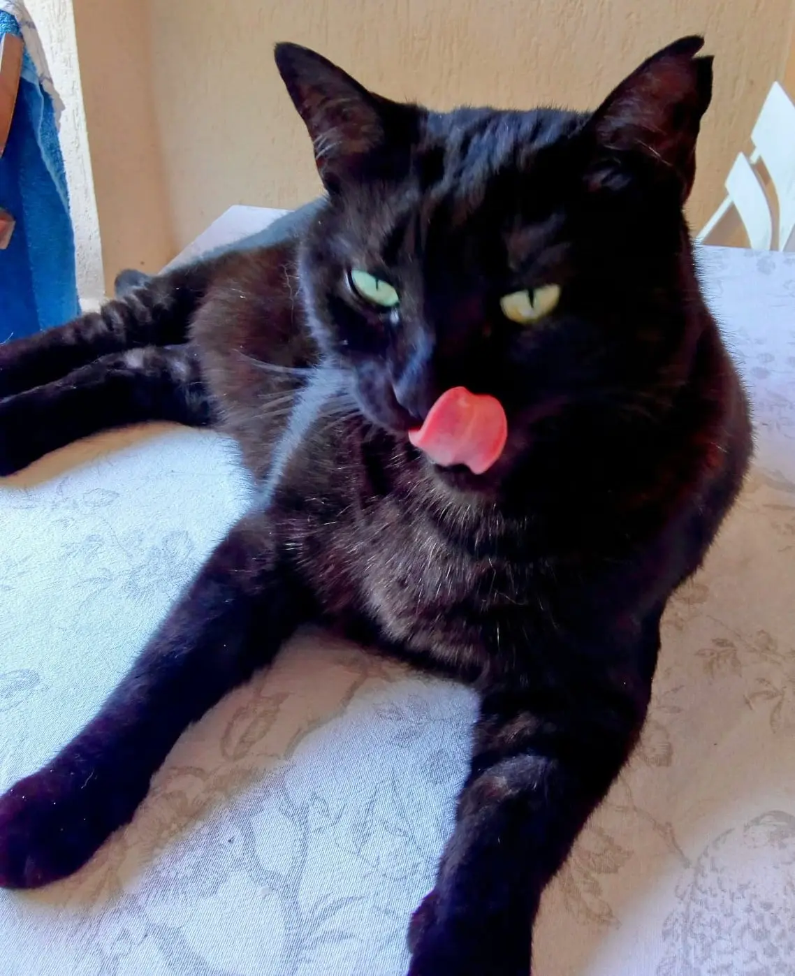 Chatte Perdue 27 Eure Bosroumois - Mia Chatte Perdue 27 Eure Bosroumois - Mia