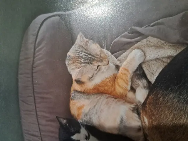chatte lost   27530 Ézy-sur-Eure Boulette