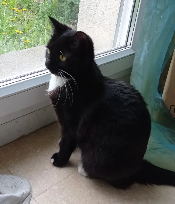 Chatte Perdue 27 Eure - Bounty Chatte Perdue 27 Eure - Bounty