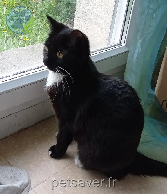 Chatte Perdue 27 Eure - Bounty Chatte Perdue 27 Eure - Bounty
