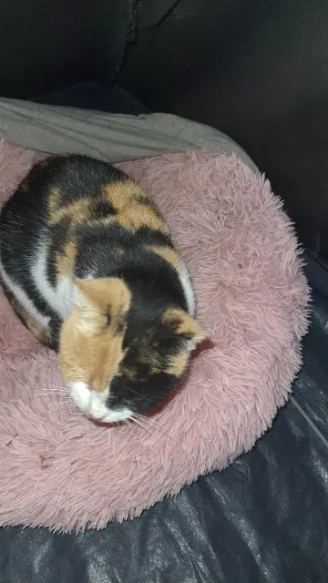 chatte lost   27679 Verneuil d'Avre et d'Iton Chat