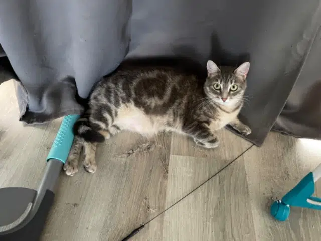 chatte lost   27120 Ménilles Chichi