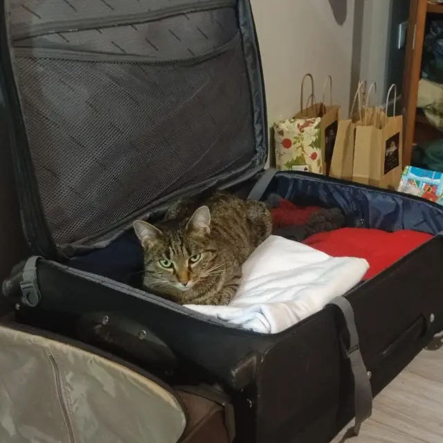 chatte lost   27250 Ambenay Chipie