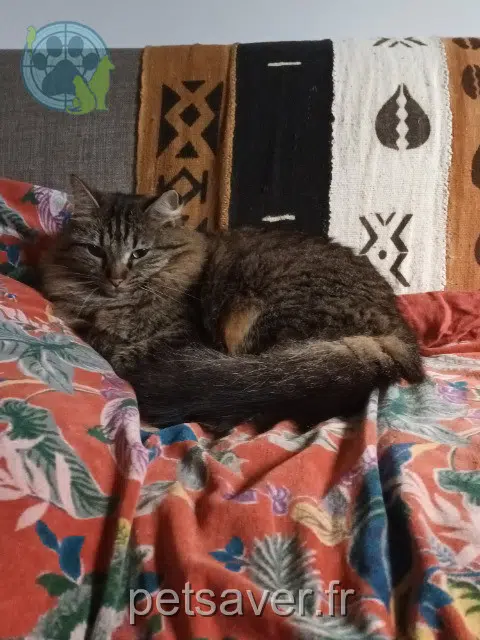 chatte lost   27930 Reuilly Cléo