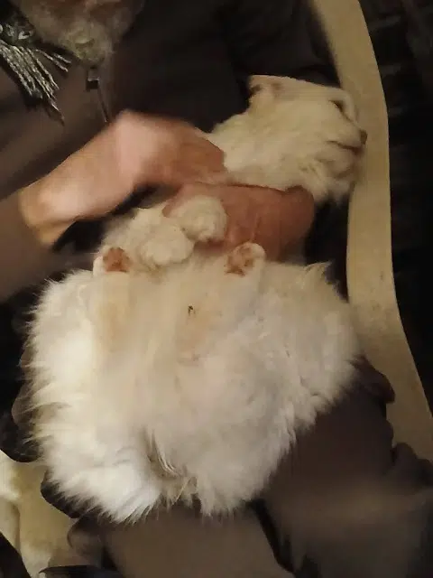 chatte lost   27390 Montreuil-l'Argillé Edith