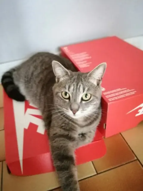 chatte lost   27930 Irreville Enid