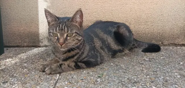 cat lost   27260 Cormeilles Gaya
