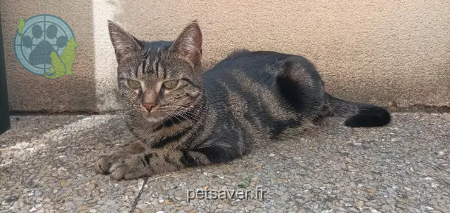 gatta persa 27260 Cormeilles Gaya gatta lost 27260 Cormeilles Gaya