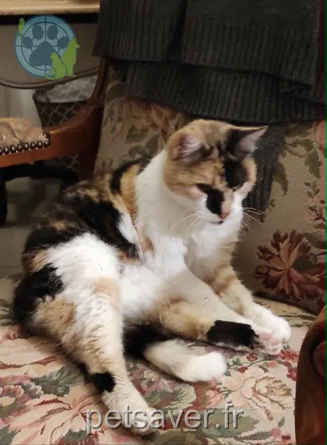 kat lost   27920 Saint-Pierre-de-Bailleul Geisha