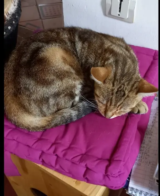 chatte lost   27380 Flipou Gnocchi