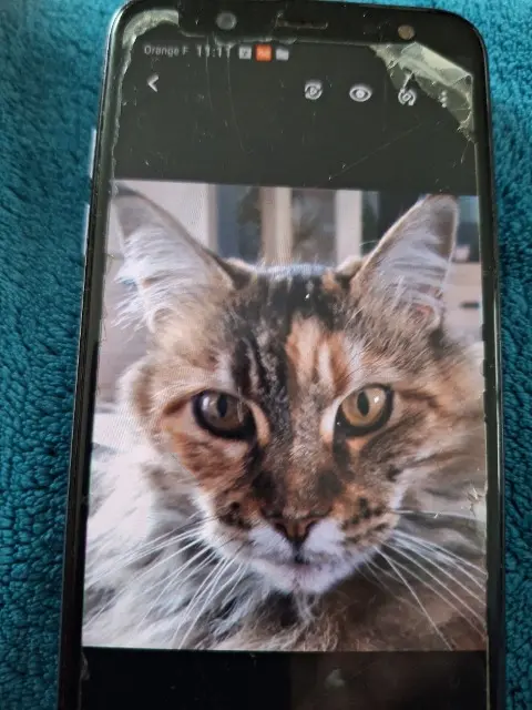 chatte lost   27400 Louviers Hola