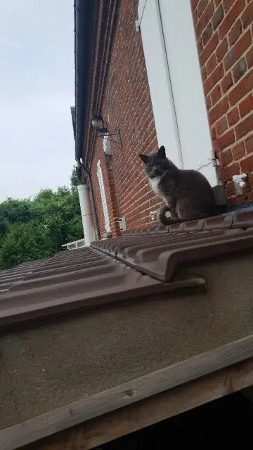 chatte lost   27400 Louviers Icha