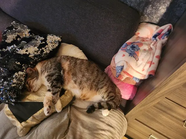 chatte lost   27370 Tourville-la-Campagne Jenna