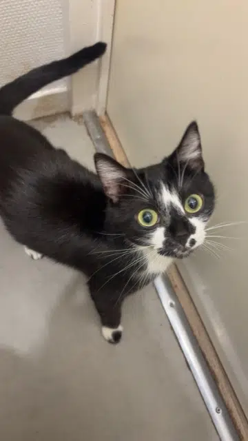 chatte lost   27400 Louviers Kayli