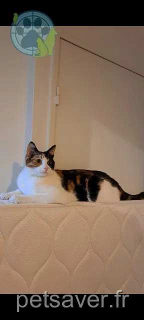 chatte lost   27810 Marcilly-sur-Eure Kenya