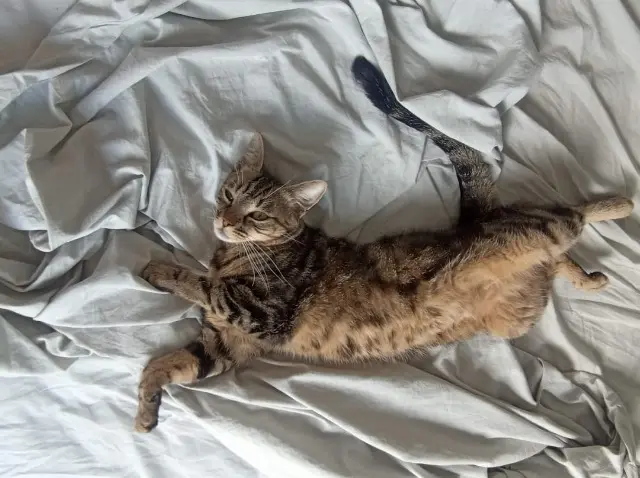 chatte lost   27950 Saint-Marcel Kira