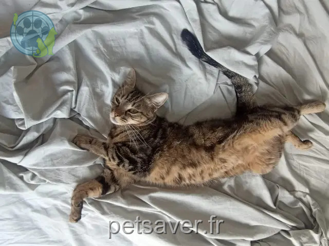 chatte perdue 27950 Saint-Marcel Kira chatte lost 27950 Saint-Marcel Kira