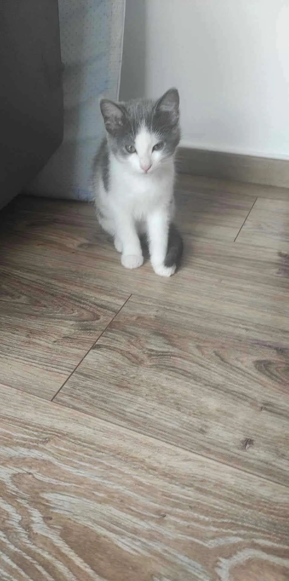 Chatte Perdue 27 Eure - Kit-kat Chatte Perdue 27 Eure - Kit-kat
