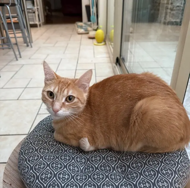 chatte lost   27120 Pacy-sur-Eure Kyubi